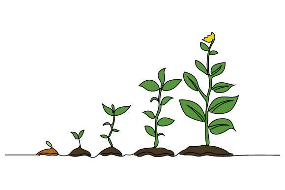 One Line Drawing Infographic Tree Vector: Graphics and Illustrations